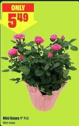 FreshCo Mini Roses 4" Pot offer