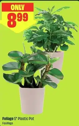 FreshCo Foliage 5" Plastic Pot offer