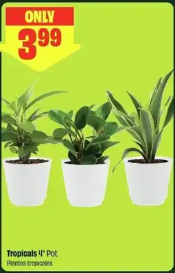 FreshCo Tropicals 4" Pot offer