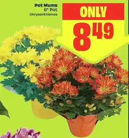 FreshCo Pot Mums offer