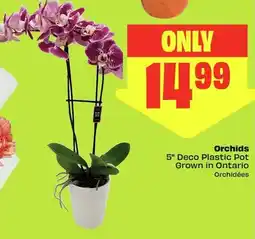 FreshCo Orchids offer