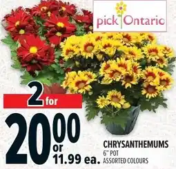 Metro pick ontario chrysanthemums offer