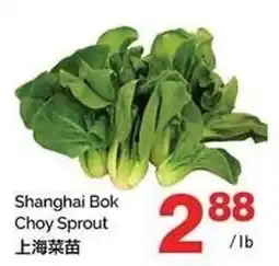T&T Supermarket Shanghai Bok Choy Sprout offer