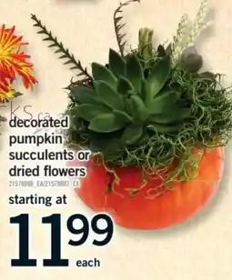 Fortinos decorated pumpkin succulents or dried flowers offer