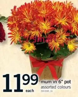 Fortinos mum in 6" pot assorted colours offer