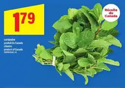 Maxi Cilantro offer