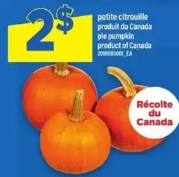 Maxi pie pumpkin offer