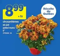 Maxi chrysanthèmes en pot offer