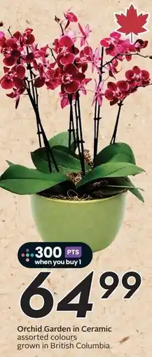 Safeway Orchid Garden in Ceramic offer