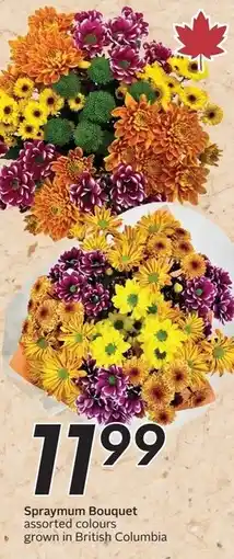 Safeway Spraymum Bouquet offer