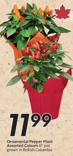 Safeway Ornamental Pepper Plant offer
