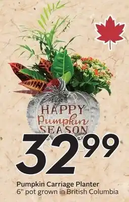 Safeway Pumpkin Carriage Planter offer