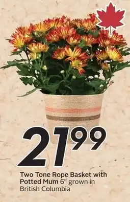 Safeway Two Tone Rope Basket with Potted Mum 6" offer