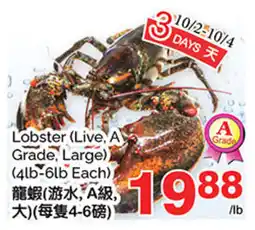 T&T Supermarket Lobster Live A Grade Large offer
