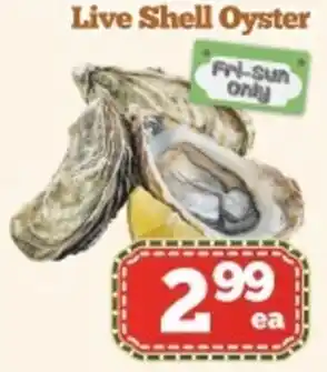 Live Shell Oyster
