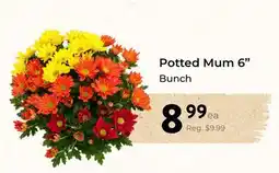Marche Leo's Potted Mum 6 offer