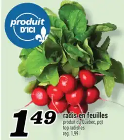 Marché Richelieu radis en feuilles | top radishes offer