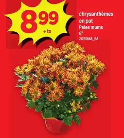 Maxi CHRYSANTHÈMES EN POT | PELEE MUMS, 6 offer