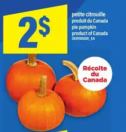 Maxi PETITE CITROUILLE | PIE PUMPKIN offer