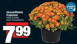 Super C chrysanthèmes d'automne | autumn chrysanthemums offer