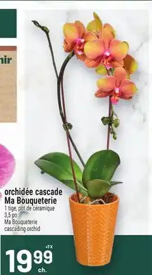 Metro ORCHIDÉE CASCADE MA BOUQUETERIE | MA BOUQUETERIE CASCADING ORCHID offer