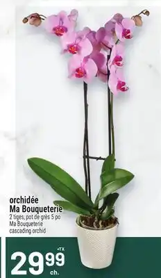 Metro ORCHIDÉE MA BOUQUETERIE | CASCADING ORCHID offer