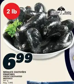 IGA FRESH CULTIVATED MUSSELS offer