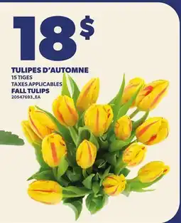 Provigo TULIPES D'AUTOMNE | FALL TULIPS, 15 TIGES offer