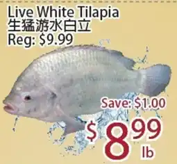 Sunny Food Mart Live White Tilapia offer