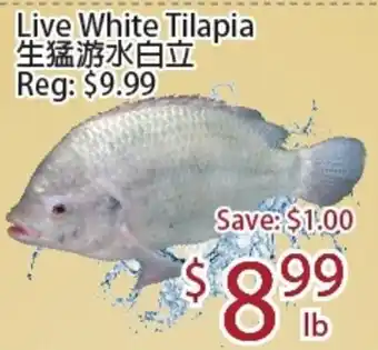 Live White Tilapia