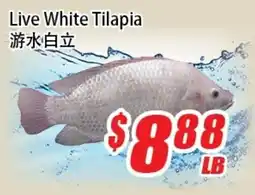 WinCo Food Mart Live White Tilapia offer