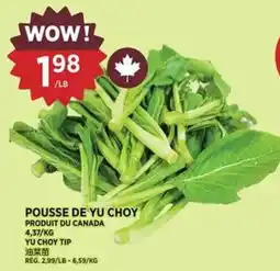 Kim Phat Pousse de yu choy offer