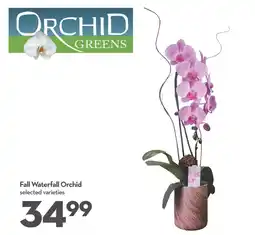 Longo's Orchid Greens Fall Waterfall Orchid offer