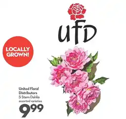 Longo's United Floral Distributors 5 Stem Dahlia assorted varieties offer