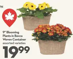 Longo's Becca 9" Blooming Plants in Woven Container offer