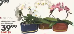 Longo's tcanucks.ca Infinity Circle Orchid assorted varieties offer