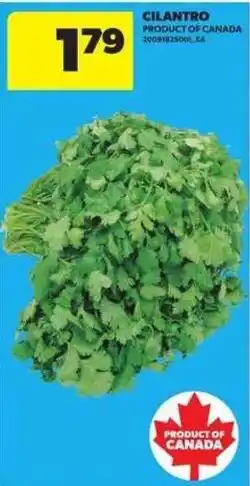 Atlantic Superstore Cilantro offer