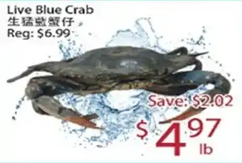 Live Blue Crab
