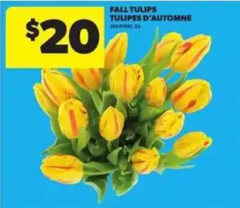 Atlantic Superstore Fall tulips offer