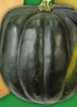 Food Basics ACORN, BUTTERNUT, BUTTERCUP OR SPAGHETTI SQUASH offer