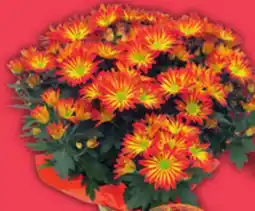 Food Basics 6 POINT PELEE OR VARNISHED PUMPKINS offer