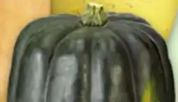 Metro ACORN, BUTTERNUT, BUTTERCUP OR SPAGHETTI SQUASH PRODUCT OF ONTARIO offer
