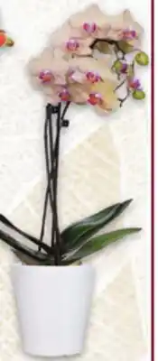 Metro ORCHIDS offer
