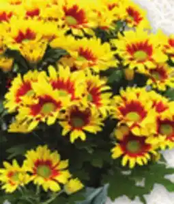 Metro CHRYSANTHEMUMS offer