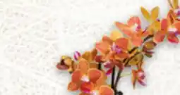 Metro ORCHIDS offer