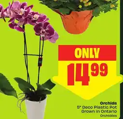 FreshCo Orchids 5 Deco Plastic Pot Grown in Ontario offer
