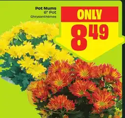 FreshCo Pot Mums 6 Pot offer