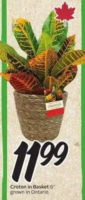Sobeys Croton in Basket 6 offer