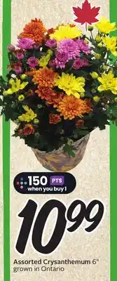Sobeys Assorted Crysanthemum offer