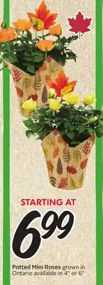Sobeys Potted Mini Roses offer